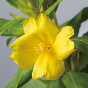 メマツヨイグサ